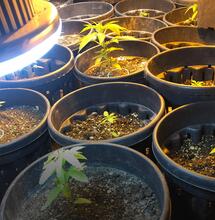 Horas de luz del cannabis en invierno