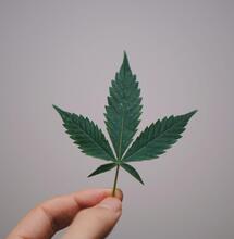 Fito hormonas de crecimiento de la marihuana