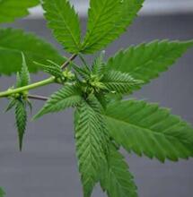 REGULACIÓN HORMONAL EN CANNABIS Y PGRS