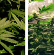 EL LADO DESCONOCIDO DE LAS FITOHORMONAS