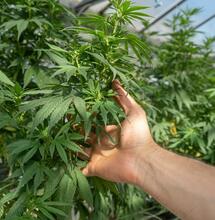 A Step-by-Step Guide to Producing Feminized Cannabis Seeds