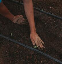 California Shuts Down Massive Farm After Worker Death