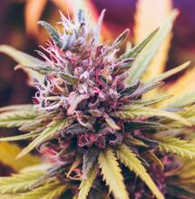 Explore the history of autoflowering cannabis genetics, from early Ruderalis crosses to modern high-potency, terpene-rich commercial automatic strains. 