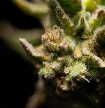 How Do Cannabinoids Change After Drying?