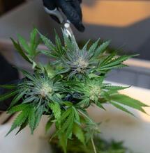How Do Terpenes and Flavonoids Compare?