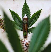 how do you get cannabis out of your system