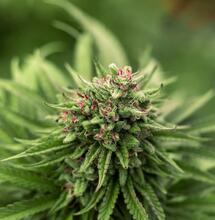 Learn how high pressure sodium HPS cannabis lighting mimics autumn sunlight to boost bud development, resin production, and yields during flowering.  