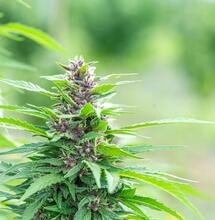 Cannabis Promotes a Healthy Appetite