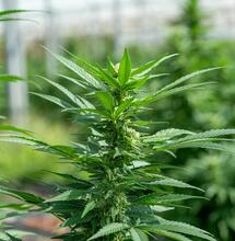 Priming Cannabis Immunity With Living Soil 
