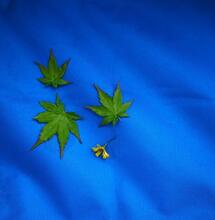 How to Avoid Cannabis Dependency?