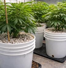 Guide to Hempy Buckets