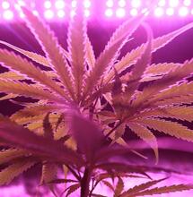 How to Clone a Cannabis Plant? It’s Easier Than You Think.