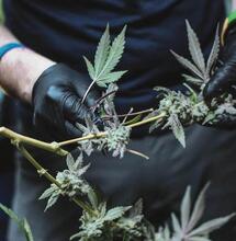 Grow tips for cultivating the Super Silver Haze cannabis strain. Check out recommended temperature, humidity and grow lights setup, training plants, and more. 