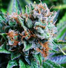 Find out key information about Blue Dream cannabis strain. How to grow this marijuana variety indoors, which nutrients and light setup to use, and more. 