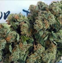 Get instructions for home cultivating sativa-dominant Sour Diesel cannabis. Find more about the strain, its effects, and essential grow tips for Sour D. 