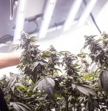 how to grow Gorilla Glue 4 cannabis strain