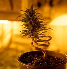 how to grow mother bonsai cannabis plant.