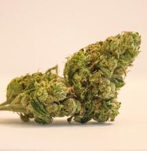 OG Kush Cannabis: Strain Origins, Effect and Grow Tips