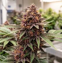  Growing Purple Punch: How to Cultivate Massive, Clean Buds