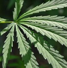 Learn more about Amnesia Haze cannabis, what is hiding in the strain’s genes, and what to do in the grow room to cultivate strong plants and boost yields. 