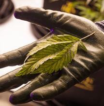 Grow Tips for Sugar Bomb Punch Cannabis Strain