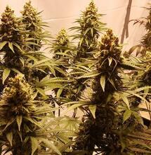 Ice Cream Cake cannabis is a strong indica hybrid strain that takes some skills to cultivate at home. Read what techniques to use if you grow it yourself. 