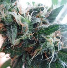 Get expert tips for growing the iconic White Widow strain — from lighting, nutrients and training to harvest and pest control — for healthy, high‑yield results.