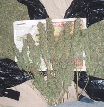 How to Harvest and Dry Outdoor Cannabis Plants