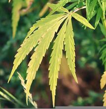 How Do You Heal Your Dying Cannabis Plant?
