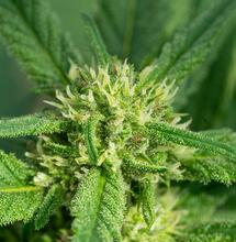 Super Lemon Haze Cannabis - Grow Guide