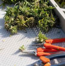 Learn more about the Do Si Dos cannabis strain, “strain of the year” for 2021 by Leafly, and how you can grow this indica-dominant hybrid with ease at home. 