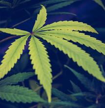 Do’s and Don’ts: masking the odor from your cannabis garden