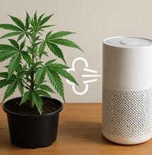 Yes. Get the definitive Do’s and Don’ts for cannabis odor control in your grow room, covering filters, neutralizers, and marijuana plants. Read the guide.