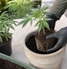 Mastering Veg: Transplants and Pruning