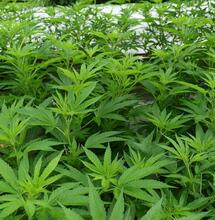 How to Perform Monster Cropping?