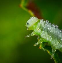 How to Disable Pests in a Garden?