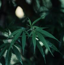 What You Need to Know about Marijuana for Pain