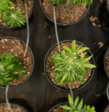How to Water Cannabis Plants the Right Way 