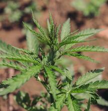 cannabis plant.