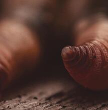 Cómo usar lombrices para fertilizar cannabis.