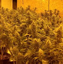 Why You Should Consider Hydroponic Cannabis Growing in 2026