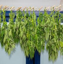 Coltivazione domestica di cannabis: i risultati del questionario internazionale