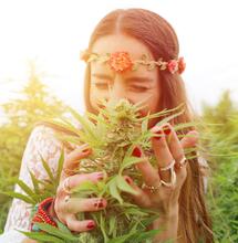 I terpeni della cannabis più interessanti