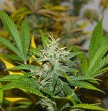 Cáncer y cannabis: lo que sabe la ciencia