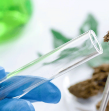 Hacia una mejor calidad de los productos cannabinoides