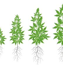 Nuevos descubrimientos sobre el microbioma del cannabis
