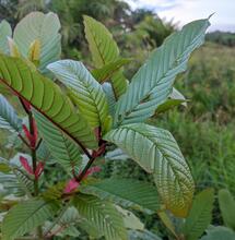 Che cosa è il kratom, la medicina proibita come la Cannabis