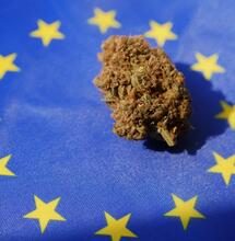 Parlamento Europeo, nasce il gruppo pro Cannabis