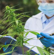 I Fab 4 della Cannabis discutono sull'uso ricreativo