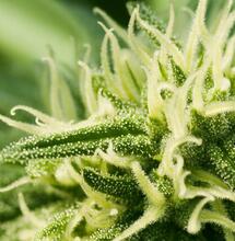 Nada como sembrar en exterior